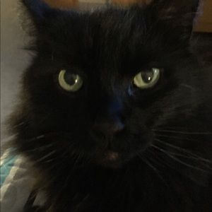 Meet your Posher, Sam